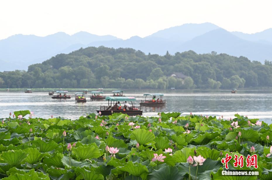 江南体育官网杭州西湖荷花开放吸引游人(图1)