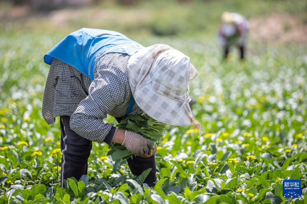 江南体育官网宁夏青铜峡：蔬菜收获忙(图4)